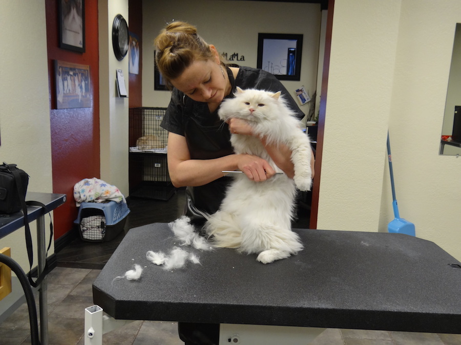 Rachel Diller grooming cat