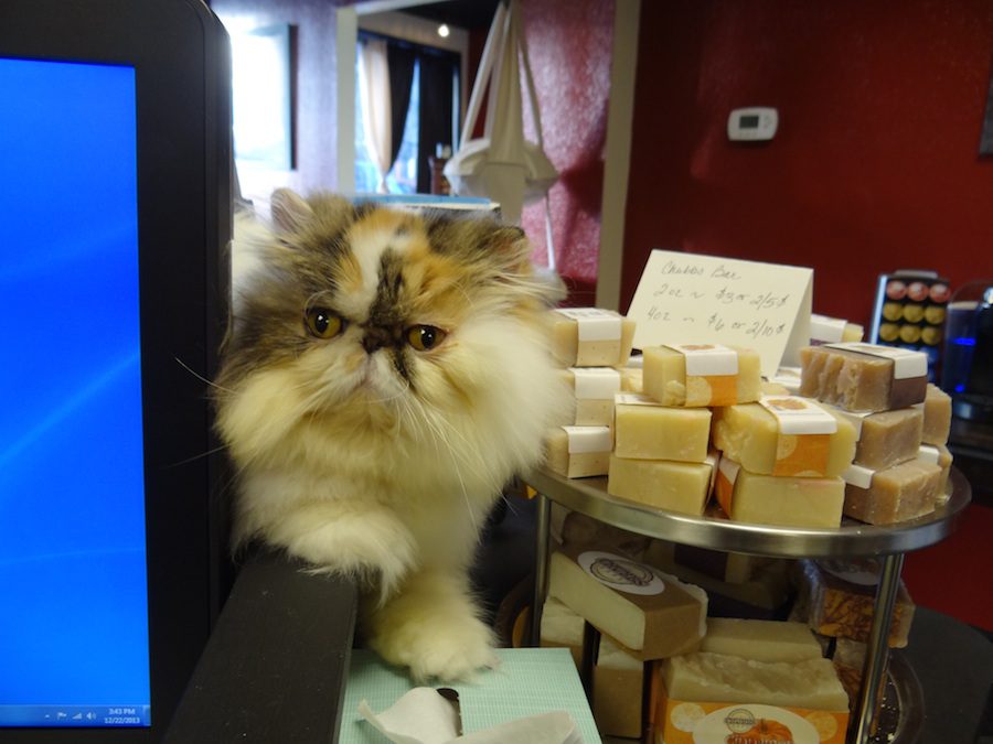 fuzzy cat next to handmade soaps