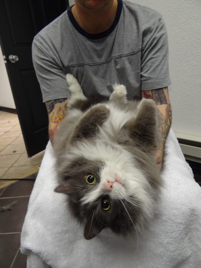 cat being pampered