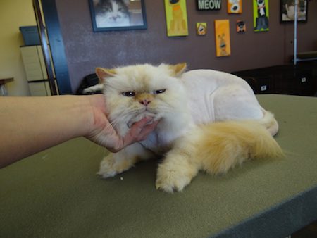 cat after a haircut