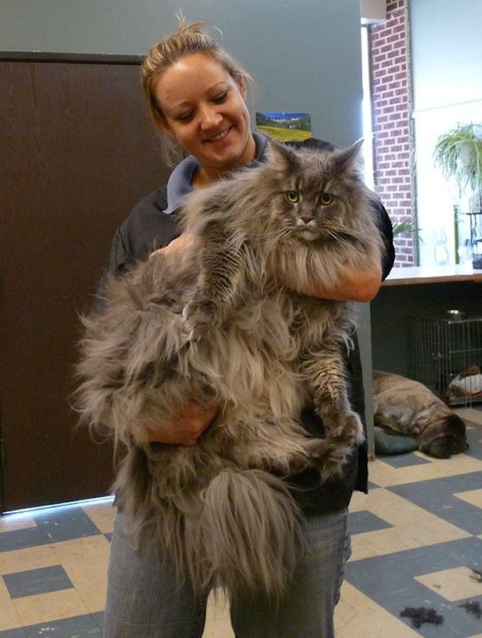 big cat before grooming
